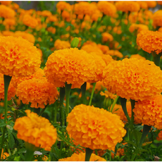 메리골드-잉카오렌지 일년초 (묘종3개) 대륜종 식용꽃 규격10cm화분묘 [케이야생화]