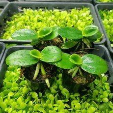 풍란 풍난 대엽풍란 나도풍란 4개묶음 소엽풍란 4개셋트 난초 [숯돌꽃농장], 대엽풍란4개 묶음