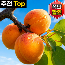[첫수확특가] 새콤달콤 제철과일 햇 살구, 1박스, 살구2kg특대과(20-33과)