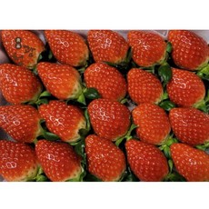 딸기 설향 금실 산청 프리미엄 생딸기, 1박스, 설향(750g)/새벽수확 특품 1팩 (42구)
