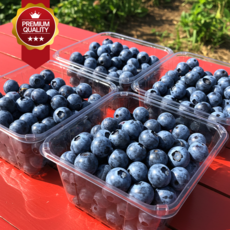 [초특가할인] 국내산 생 블루베리 생과, 1박스, 1팩 (팩당 100g)