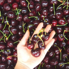 과일의 신 고당도 체리 미국체리 왕체리 생체리, 1KG(10LOW), 1개