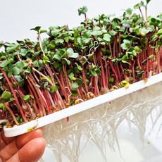 SKFARM 새싹 키우기 세트 적무 두손가득 새싹 씨앗 분무기 포함, 2세트