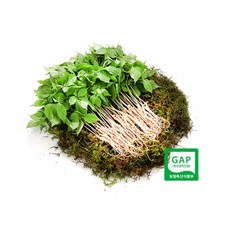 [황룡새싹인삼] 새싹삼 100뿌리 새싹인삼 gap인증, 100g, 1박스, 한입 100뿌리
