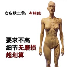 인체 피규어 근육 뼈 근육 전신상 아나토미 드로잉 모델 모형, 여성 피부 황색 W