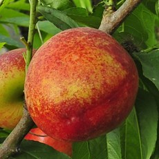 [충북농원] 천홍 천도 복숭아나무 묘목 - 1년생 접목묘, 접목/1년생/상묘, 1개, 3. 접목/1년생/상묘