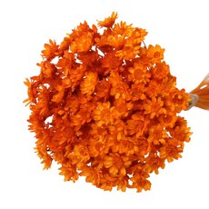 로맨틱노벰버 프리저브드 스타플라워 (150송이), 오렌지