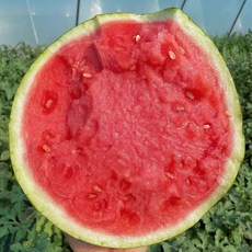 달콤아삭 국내산 하우스수박 겨울수박, 1박스, 5-6kg