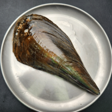 먹부장 소 키조개 1미