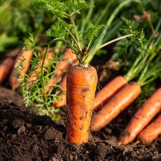 국내산 당근 제주 구좌당근 유기농 못난이당근 흙당근 1kg 2kg 3kg 5kg 10kg, 1개, 못난이흙당근5kg