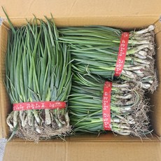 클릭마켓 최상급 보성 흙쪽파 1단 잔파 실파, 1개, 1.4kg