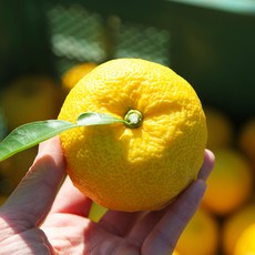 2025년 고흥 햇 유자생과 생유자 산지직송, 1박스, 2kg 못난이