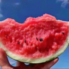 [작년1등] 꿀맛범벅 당도선별 품질선별 하우스수박, 1개, 정품/ 4kg 미만