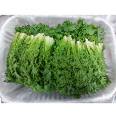 싱싱한 치커리 100g 300g 1kg, 1개, 치커리 1kg
