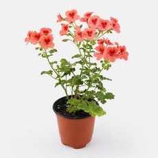 갑조네 오렌지 랜디제라늄 엔젤아이스, 1개, 단일