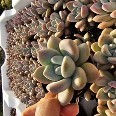 [해뜰다육] 오팔리나(소품) 다육식물 선인장, 1개