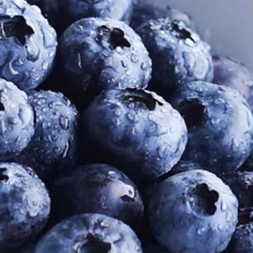 [한정특가] 국산100% 당일수확 고당도 생블루베리, 1개, 200g