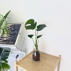 화병포함 세트 수경식물 영양제 서비스까지, 몬스테라