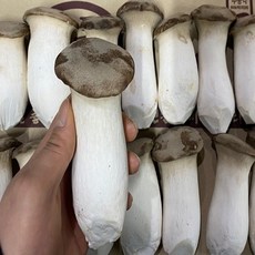 도담농산 새송이버섯 2kg 당일수확 당일발송, 새송이2kg(상), 1개