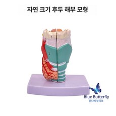 확대 해부 모형 인체 기관 혈관 신장 교육용, 내추럴 대형, 1개, 1L
