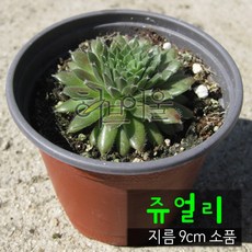 쥬얼리 (바위솔 노지월동) 지름 9cm 소품 다육화분, 1개, 상세페이지 참조