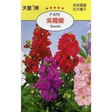 天星牌 紫羅蘭Stocks 種子 (F-670) - 家庭園藝花卉種子, 1包