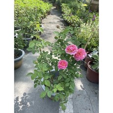 霏霏園藝 玫瑰盆栽, 1個
