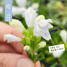 드라세코팔룸 후지화이트 (이배탄탄 흰 용머리꽃 다년생 노지 월동 야생화 꽃 모종), 1개