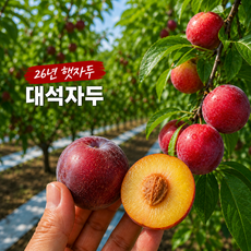 26년 햇 대석자두 특과 산지직송, 1개, 3kg 특