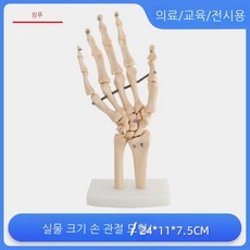 척추 모형 추간판 교육용 탈출증 무릎 어깨 손 발 골격 모델 척추병원, 8. 자연 손 관절