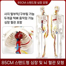해부학적 인체 모형 뼈 모델 골격 미니 해골 교육용 4, 심장 및 혈관 신경이있는 85cm