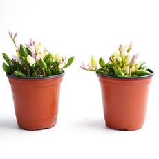 갑조네 아몬드 목걸이 소품 세네시오 라디칸스 바나나체인 킹아몬드 다육이, 2개, 단일