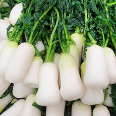 강원도 고냉지 절임 알타리 초롱무 5kg 10kg, 1개