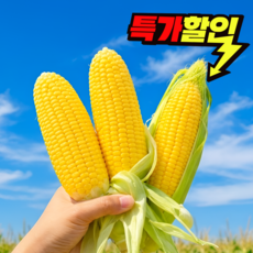 [3차완판신화초특가] 새벽수확 장인선별 산지직송 초당옥수수, 1박스, 5개