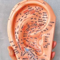 한의원 귀경혈 모형 혈점 이침 한의원 실습 지압 귀모형, 1개, 40cm 모형 + 이침 스티커 + 침펜