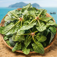 [아주달큰한]A급선별 남해 섬초 보물초 시금치, 1세트, 1kg