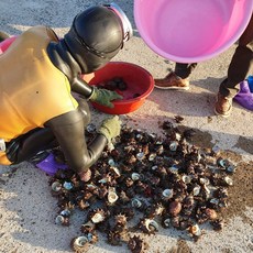 제주도 자연산 자숙 뿔소라 해녀채취 제주소라, 1개, 250g