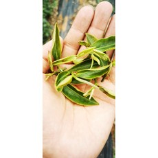 半熟茶枝(超商取貨只限6斤)