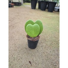 박씨농원 미니하트호야2촉 더블하트호야