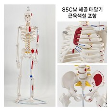 인체모형 해부학 척추모형 골반 뼈 전신 해골 실습 교구, 7. 85cm근육시작점끝점+인대+신경추간판모형