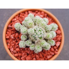 다육식물 알바 선인장 토분에 심은 다육이 분갈이 필요없는 다육화분 홈가드닝 카페 사무실 소품 장식품 공기정화식물 화분째 배송합니다. 로뎀다육