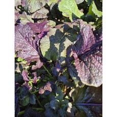 노지토종홍갓, 1kg, 1kg