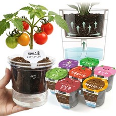 (재미스쿨) 저면관수 흙 아래에 물 주는 식물키우기 컵 1인용 화분 (옵션), 허브바질