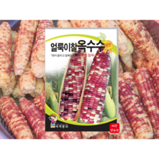 찰옥수수씨앗 얼룩이찰옥수수 종자 150립 채소씨 채소키우기 봄 여름 가을, 1개