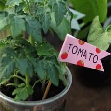 방울토마토 재배 씨앗 화분 식물 기르기 실내 가드닝 모음 986000ea (개), 본상품