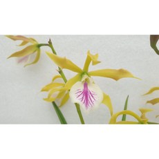 [신라난농원]카틀레야.브라사볼라 자이락키스.C.Jairak Kiss 신품종.(예쁜그린색에핑크색립프).예뻐요.고급종.인기상품.필독뒷사진참고, 1개