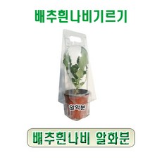 생물농장 배추흰나비알화분만(사육키트), 1개