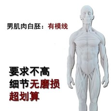 인체 피규어 근육 뼈 근육 잉 아나토미 모형 모델 전신상, F. 수컷 근육 백색 배아 W