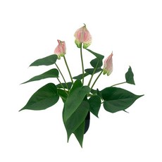 DODXIAOBEUL 40.9cm(16.1인치) 인공 화분 꽃 안스리움 인공 식물 분재 가짜 열대 녹색 식물 실내 외부 가정 정원 사무실 데크 현관 웨딩 장식 화이트, 핑크