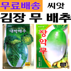김장채소세트 대박배추2천립 장악무 1천립 세트 김장배추씨앗 김장무우씨앗 김장무씨앗 가을배추씨앗 가을무우씨앗, 1세트